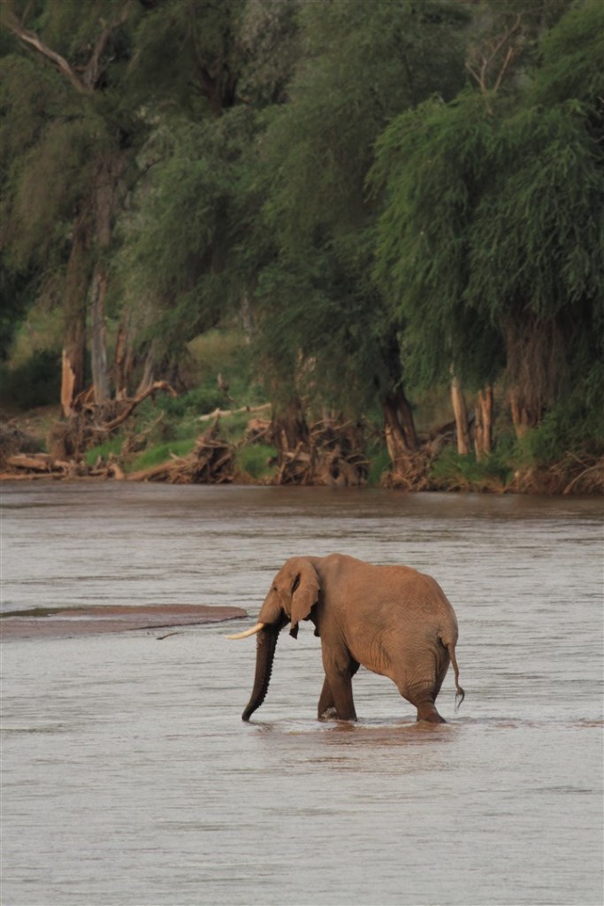 Samburu Reserve